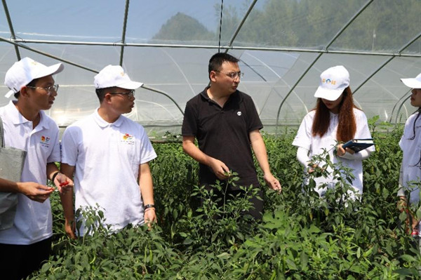 实践团参观蔬菜大棚。伟德国际英国供图
