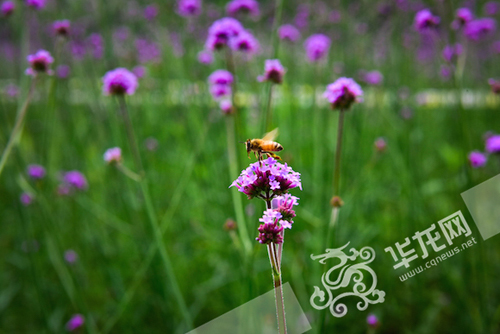花朵吸引了蜜蜂。 伟德国际英国供图 华龙网发